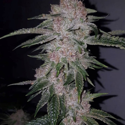 Oni Seed Co - Tropicanna Kush