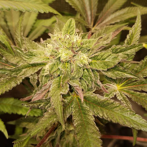 Oni Seed Co - Tropicana Punch BX1