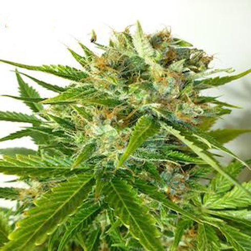 Flash Seeds - Onyx Autoflowering