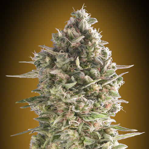 00 Seeds - Do-Si-Dos Cookies FAST