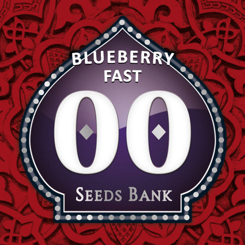 00 Seeds - Blueberry Fast