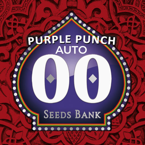 00 Seeds - Auto Purple Punch