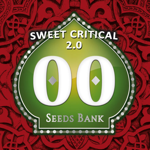 00 Seeds - Sweet Critical 2.0