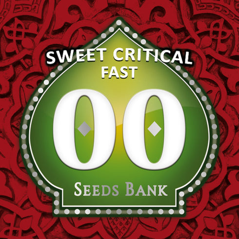 00 Seeds - Sweet Critical Fast