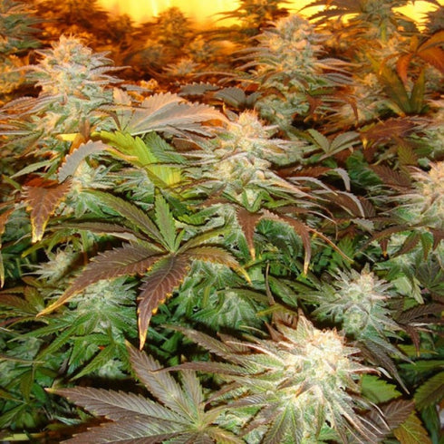 Paradise Seeds - Opium