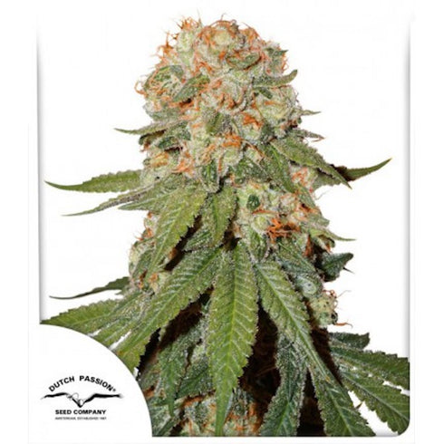 Dutch Passion - Orange Bud