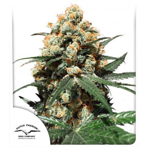 Dutch Passion - Orange Hill Special