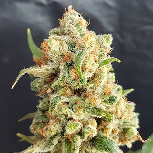 Lineage Genetics - Orange Mania