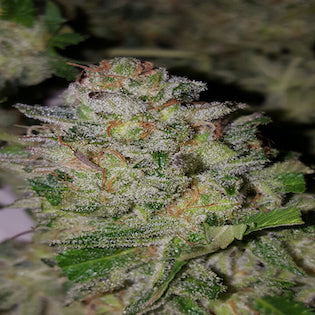 Lineage Genetics - Orange Amnesia