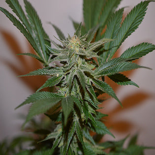 Lineage Genetics - Orange Purple Berry