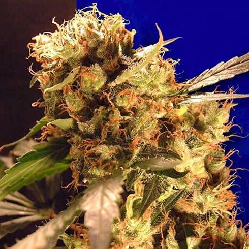 Ceres Seeds - Orange Bud