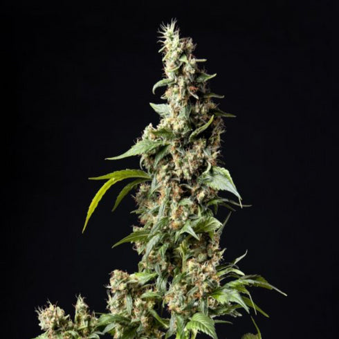 Philosopher Seeds - Orange Candy