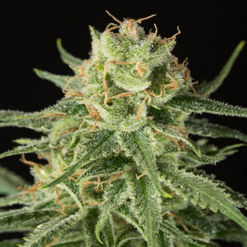 Dinafem Seeds - Original Amnesia Auto