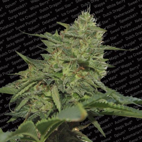 Paradise Seeds - Original Cheese