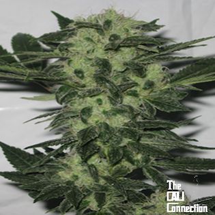Cali Connection - Original Sour Diesel