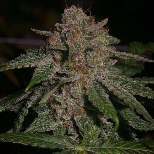 Archive Seeds - Oregon Lemons