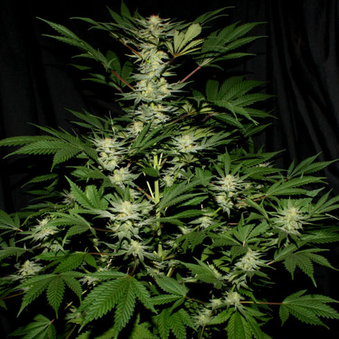 Mr Nice Seedbank - Ortega