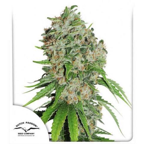 Dutch Passion - Outlaw