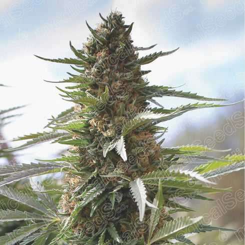Medical Seeds - Over Dawg