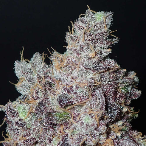 Grounded Genetics - Ozark