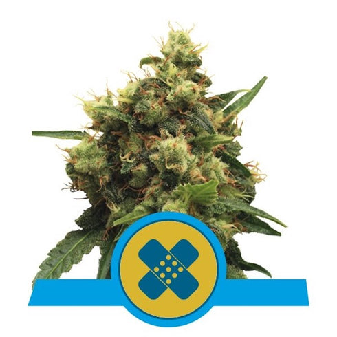 Royal Queen Seeds - Painkiller XL