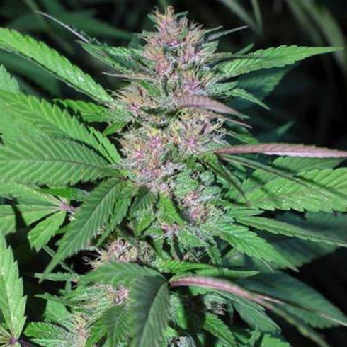 Cannabiogen - Pakistan Chitral Kush