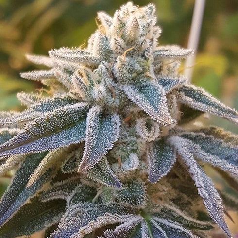 Rare Dankness - Pamelina