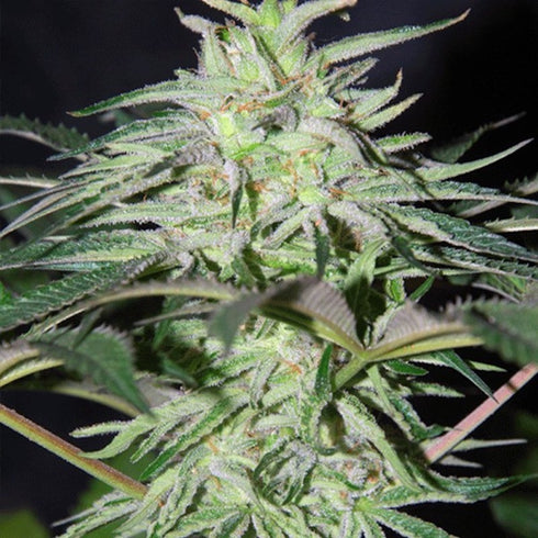 Cannabiogen - Panama D.C.