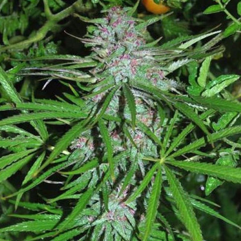 Cannabiogen - Panama