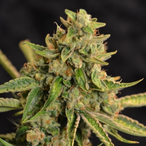 Norstar Genetics - Panama Jack