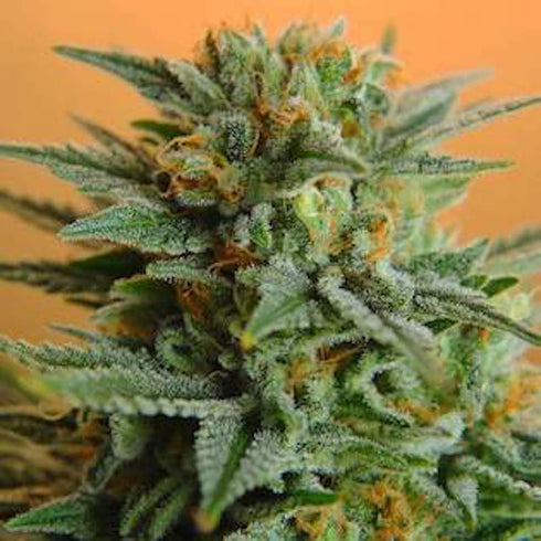 Nirvana Seeds - Papaya