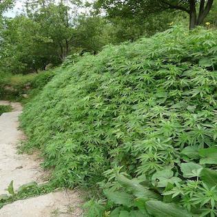 The Real Seed Company - Parvati