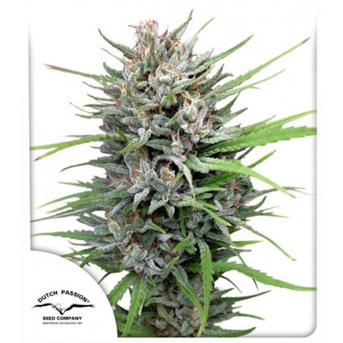 Dutch Passion - Passion #1