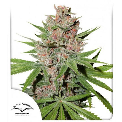 Dutch Passion - Passion Fruit