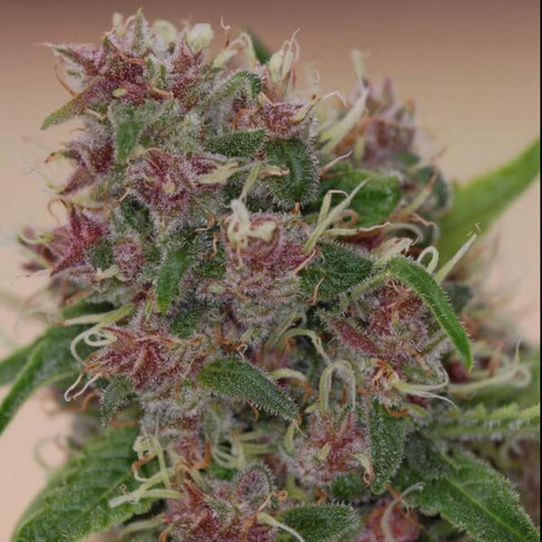 Subcool Seeds/TGA Genetics - Peace Train