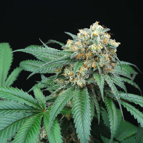 Perfect Tree Seeds - Peach Lassi Regular