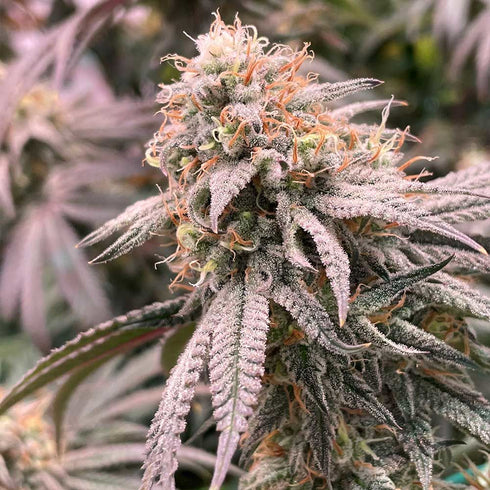 Spitfire Genetics - Peach Mac