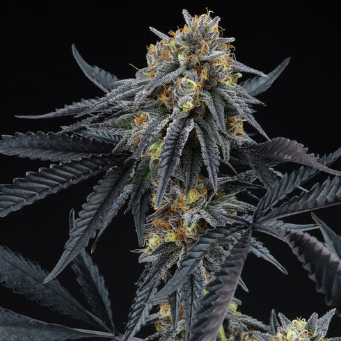 Perfect Tree Seeds - Peach Sherbert OG