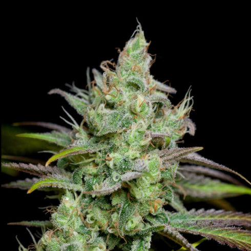 Subcool Seeds/TGA Genetics - Pennywise
