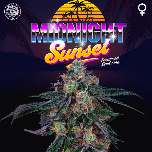 Perfect Tree Seeds - Midnight Sunset