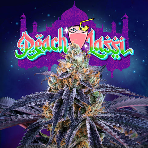 Perfect Tree Seeds - Peach Lassi
