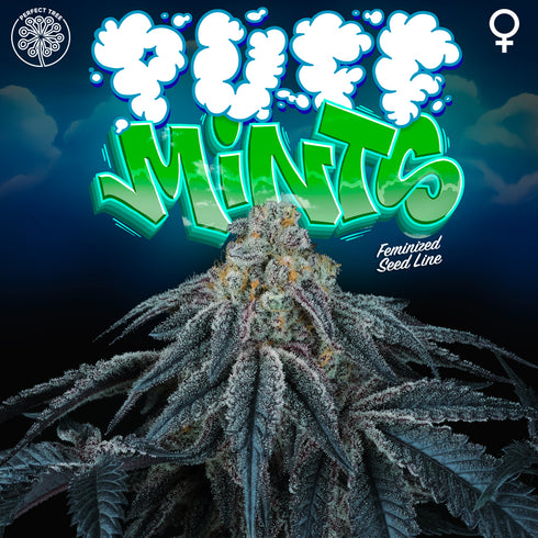 Perfect Tree Seeds - Puff Mints
