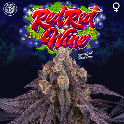 Perfect Tree Seeds - Red Red Wine