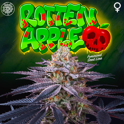 Perfect Tree Seeds - Rotten Apple