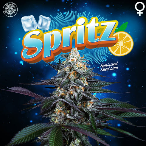 Perfect Tree Seeds - Spritz