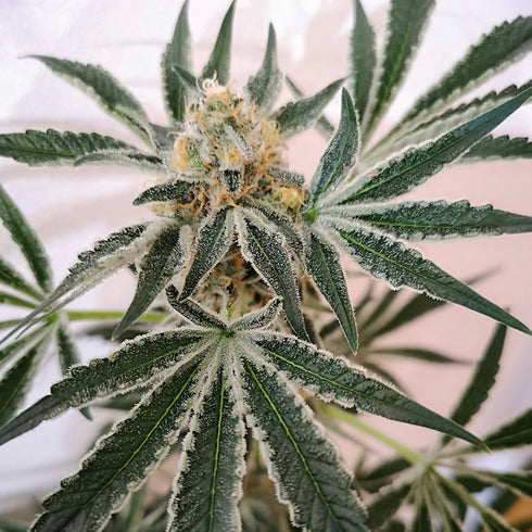 Old School Genetics - Petrol Skunk