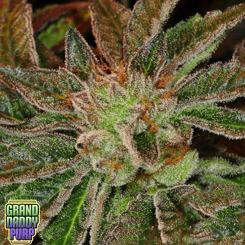 Grand Daddy Purple - Phantom Kush
