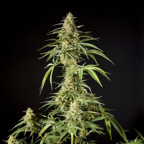 Philosopher Seeds - Philo Skunk