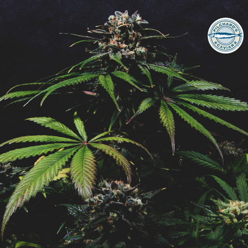 Pilchard's Caviar - Pina O Nada