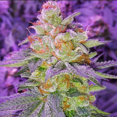 Subcool Seeds/TGA Genetics - Pina Rita